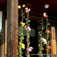 献菊