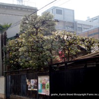 京都近代建築遺産 平楽寺書店