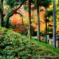 泉涌寺 紅葉の歩きかた