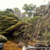 観梅　城南宮の枝垂れ梅