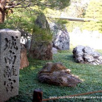 観梅　城南宮の枝垂れ梅