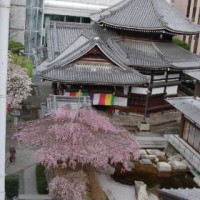 千本釈迦念仏 花見 六角堂頂法寺 聖徳太子　親鸞　池坊