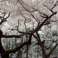 千本釈迦念仏 花見 京都御苑　近衛邸址 足利義満　豊臣秀吉