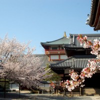花見  本法寺　日親上人　本阿弥清信　本阿弥光悦　長谷川等伯