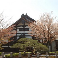 花見  妙覚寺　日実　小野妙覚　狩野元信　豊臣秀吉　織田信長