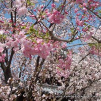 花見  妙覚寺　日実　小野妙覚　狩野元信