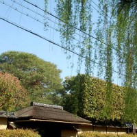 花見 裏千家今日庵