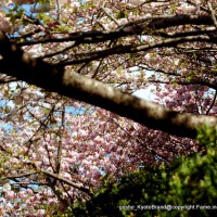 京の八重桜探訪