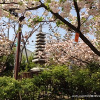 八重桜の園 千本ゑんま堂