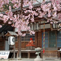 京の旅 / 十三詣りに桜茶・桜餅