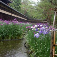 梅雨 野花菖蒲　花菖蒲　花暦 壁雲荘 小川治兵衛　植治