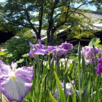 野花菖蒲で田植えを知る