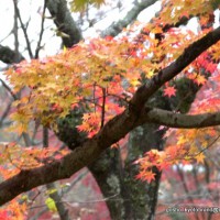 秋の物見遊山 / 岩戸落葉神社