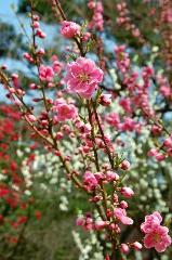 三春を愛でる　/ 梅見・桜見・桃見