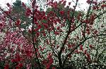 三春を愛でる　/ 梅見・桜見・桃見