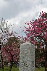 三春を愛でる　/ 梅見・桜見・桃見 : 御苑には、烏丸通に平行して梅林と桃林が南北にある。それぞれに石碑が建ち、梅林・桃林となっている。写真の「桃」はトリミングされたものではない。