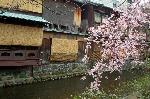 花見　観桜 : お茶屋の簾にお似合いの枝垂桜