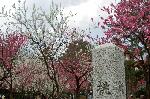 洛中洛外京桜図　一見さんの桜に通の桜　編　その二 : 桜ではない桃である
