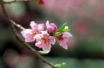 SAKURA 2008 No.1 : 桃の花の花弁の先は尖がっている