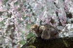 洛中洛外京桜図　一見さんの桜に通の桜　編　その二 : 猫の花見