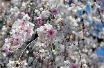 SAKURA 2008 No.1 : 御幸桜/京の春を告げる早咲き枝垂れのひとつ。