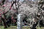 洛中洛外京桜図　一見さんの桜に通の桜　編　その三 : こちらは隣の梅林である