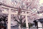 洛中洛外京桜図　一見さんの桜に通の桜編　その一 : 本満寺の門前にある