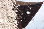 SAKURA 2008 No.2 : おかめ桜が舞っている