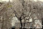 SAKURA 2008 No.2 : 本堂を背景に枝垂れ桜全景