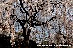 洛中洛外京桜図　一見さんの桜に通の桜編　その一 : 青空とお似合いの枝垂れ桜