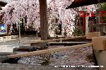 洛中洛外京桜図　一見さんの桜に通の桜　編　その四 : 手水舎の水面も染まる