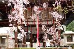 洛中洛外京桜図　一見さんの桜に通の桜　編　その三 : 桜越しに本殿に参詣