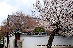 洛中洛外京桜図　一見さんの桜に通の桜　編　その四 : 狩野家の菩提