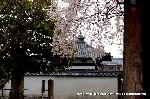 梅と松の北野さんと御霊信仰 : 大門の内より振り返ると・・・