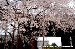 SAKURA 2008 No.2 : 大門にかかる枝垂桜