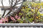 SAKURA 2008 No.2 : 桃の花が華やかに瓦に映える