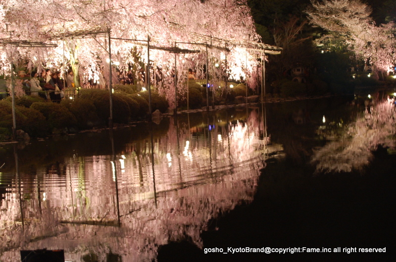 夜桜、紅しだれ　平安神宮神苑
