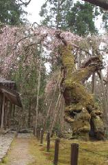 SAKURA 2008 No.3 : 樹齢600年を超えるという天然記念物「九重桜」は、痛々しくもピンクの小さな花を付けている