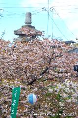 SAKURA 2008 No.4 : 紫式部供養等を取り囲む桜の園