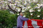 SAKURA 2008 No.4 : ゑんま堂住職は普賢象桜の化身かと思うやさしさ