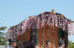 葵祭　斎王のお歯黒とふたば葵 : 枝垂れ桜で飾られた牛車(女房車)