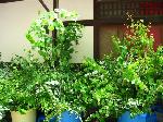 葵祭　斎王のお歯黒とふたば葵 : 神社境内で水揚げされ準備されているカツラの枝葉