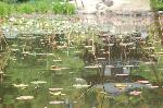 水の女神　京の睡蓮 : 蓮の池に観音堂