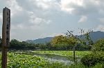 京の蓮/観蓮会（かんれんえ） : 名古曾の札に池一面を覆う蓮