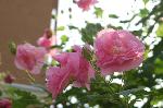 赤く咲くのが曼珠沙華