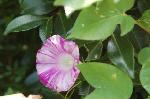 赤く咲くのが曼珠沙華