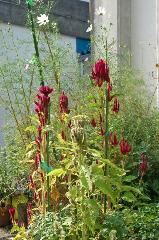 赤く咲くのが曼珠沙華
