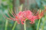 赤く咲くのが曼珠沙華