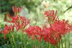 赤く咲くのが曼珠沙華
