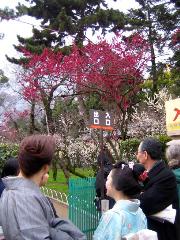 誘われて京の梅